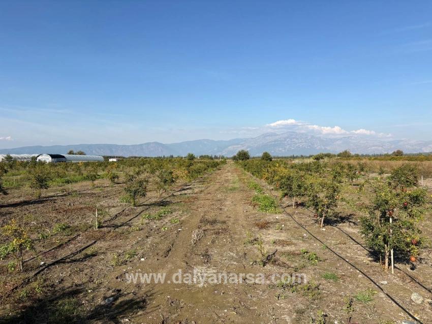 21500m2 Pomegranate Garden For Sale In Eskiköy