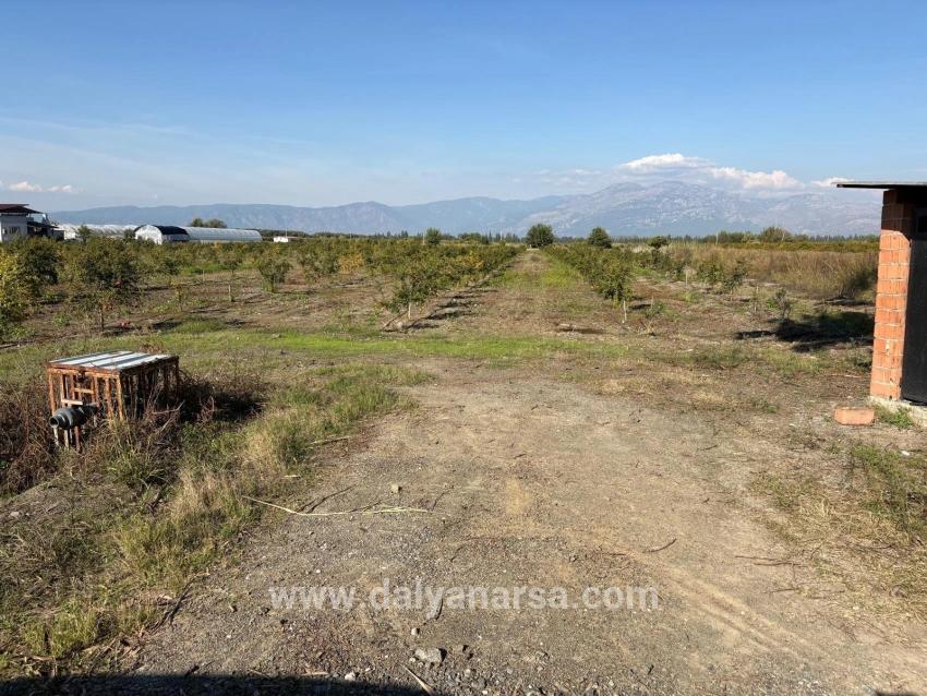 21500m2 Pomegranate Garden For Sale In Eskiköy