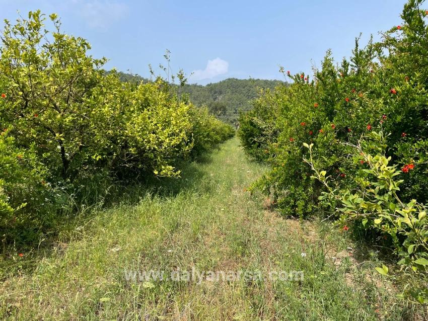 7800m2 Land For Sale In Gökbel, Next To Iztuzu Beach Road