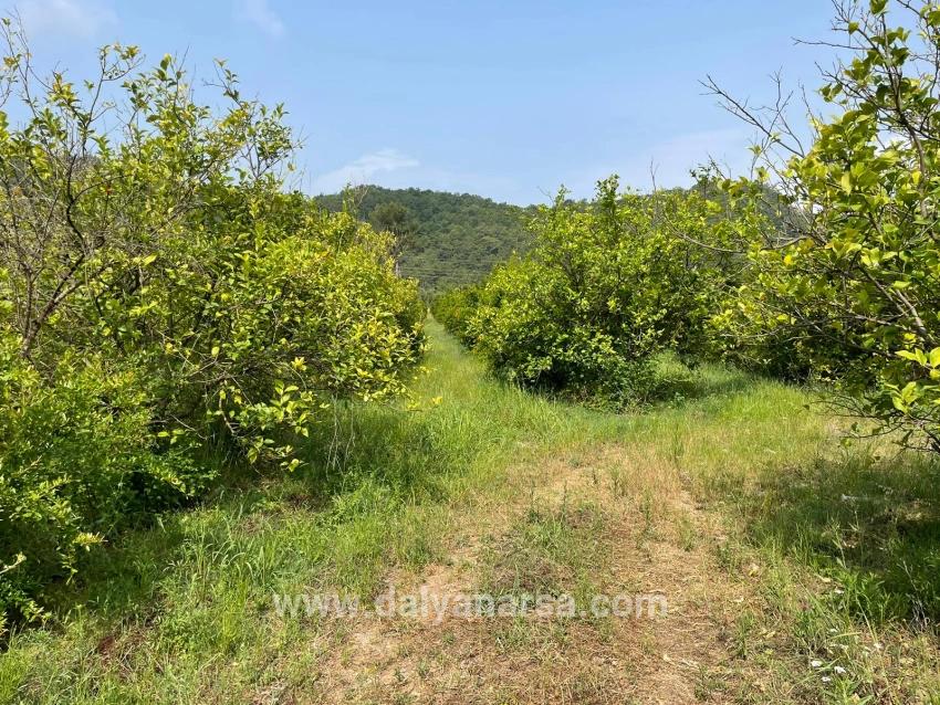 7800m2 Land For Sale In Gökbel, Next To Iztuzu Beach Road