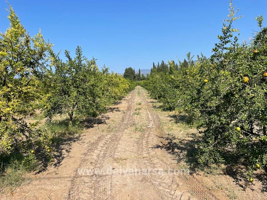 10,000 M² Pomegranate Orchard For Sale In Dalyan Arıkbaşı Gerendüzü Area.