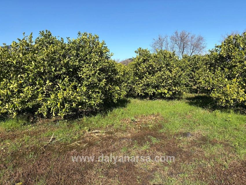 Lemon Orchard For Sale In Dalyan, 16,500 M²