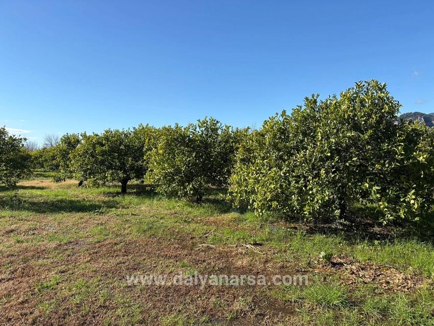 Lemon Orchard For Sale In Dalyan, 16,500 M²