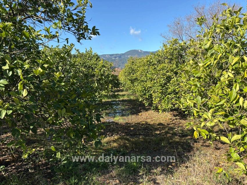 Lemon Orchard For Sale In Dalyan, 16,500 M²