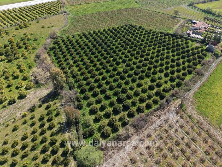 17.550m2 Vineyard-bahce For Sale Close To Dalyan Center