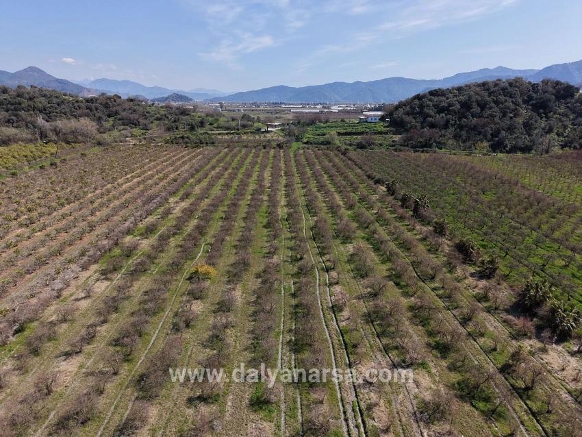 16.710m2 Pomegranate Garden For Sale With Lake View In Eskiköy