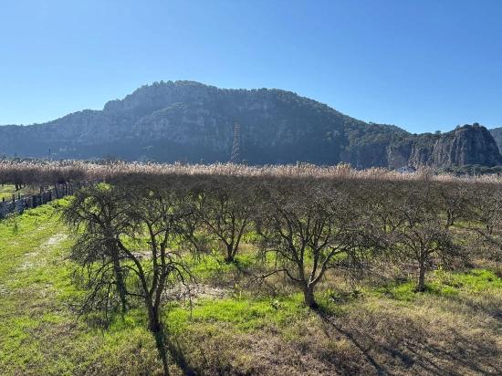 5985m2 Plot Of Land For Sale In Dalyan, Zoned For 5% Vineyard/orchard Use.