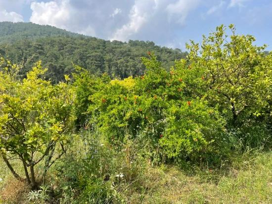 7800m2 Land For Sale In Gökbel, Next To Iztuzu Beach Road