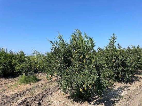 10,000 M² Pomegranate Orchard For Sale In Dalyan Arıkbaşı Gerendüzü Area.