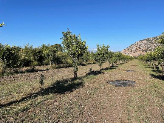 6600m2 Plot Of Land For Sale Near The Center Of Dalyan.