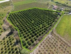 Vineyards & orchards For sale in Dalyan Nbh. Ortaca - Vineyards & orchards Zoned - 17.550 m²