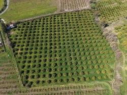 Vineyards & orchards For sale in Dalyan Nbh. Ortaca - Vineyards & orchards Zoned - 17.550 m²