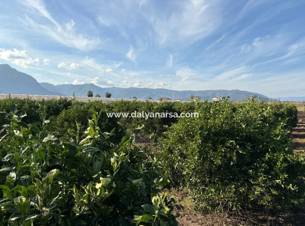 4 1 Villas For Sale In 14.136 M2 Field In Eskiköy