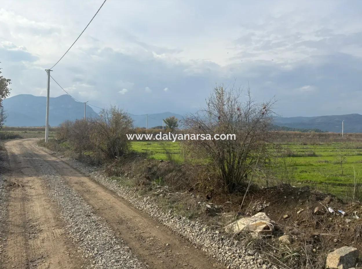 Single Title Deed 5617M2 Lemon Orchard For Sale In Tepearası