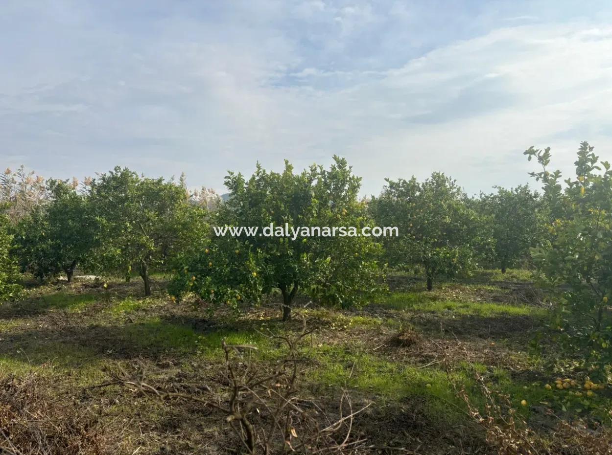 Single Title Deed 5617M2 Lemon Orchard For Sale In Tepearası