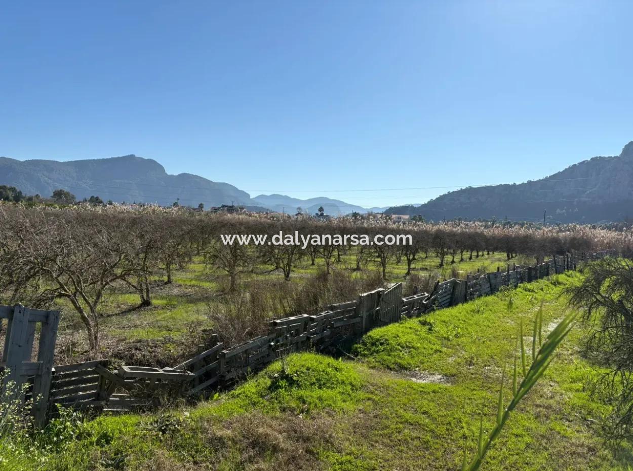 5985M2 5% Zoned Land For Sale In Dalyan As Vineyard Garden