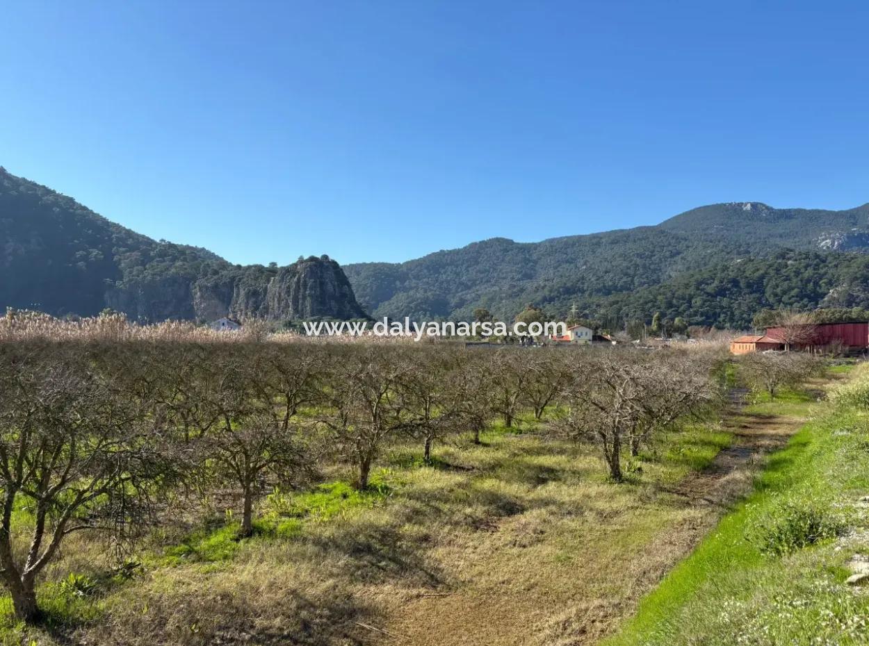 5985M2 5% Zoned Land For Sale In Dalyan As Vineyard Garden