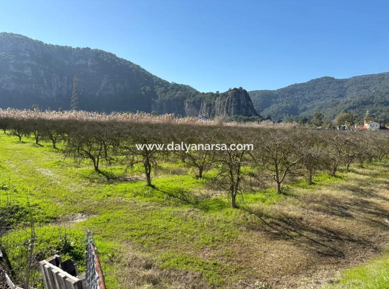 5985M2 5% Zoned Land For Sale In Dalyan As Vineyard Garden