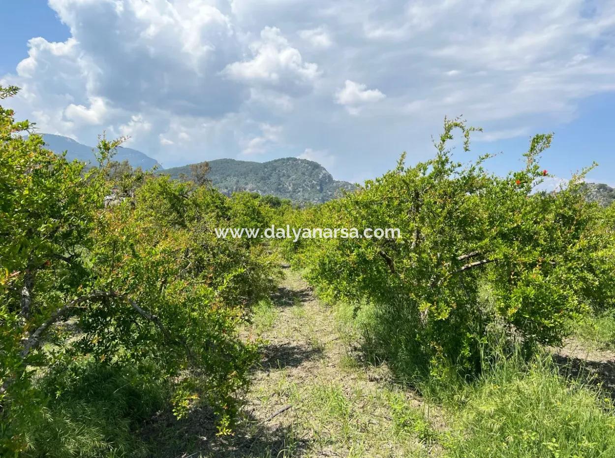 5,100M2 Land For Sale In Dalyan Maraş Area With 5% Residential Zoning