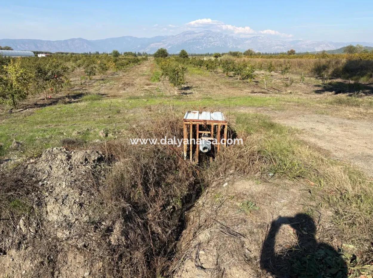 21500M2 Pomegranate Orchard For Sale In Eskiköy