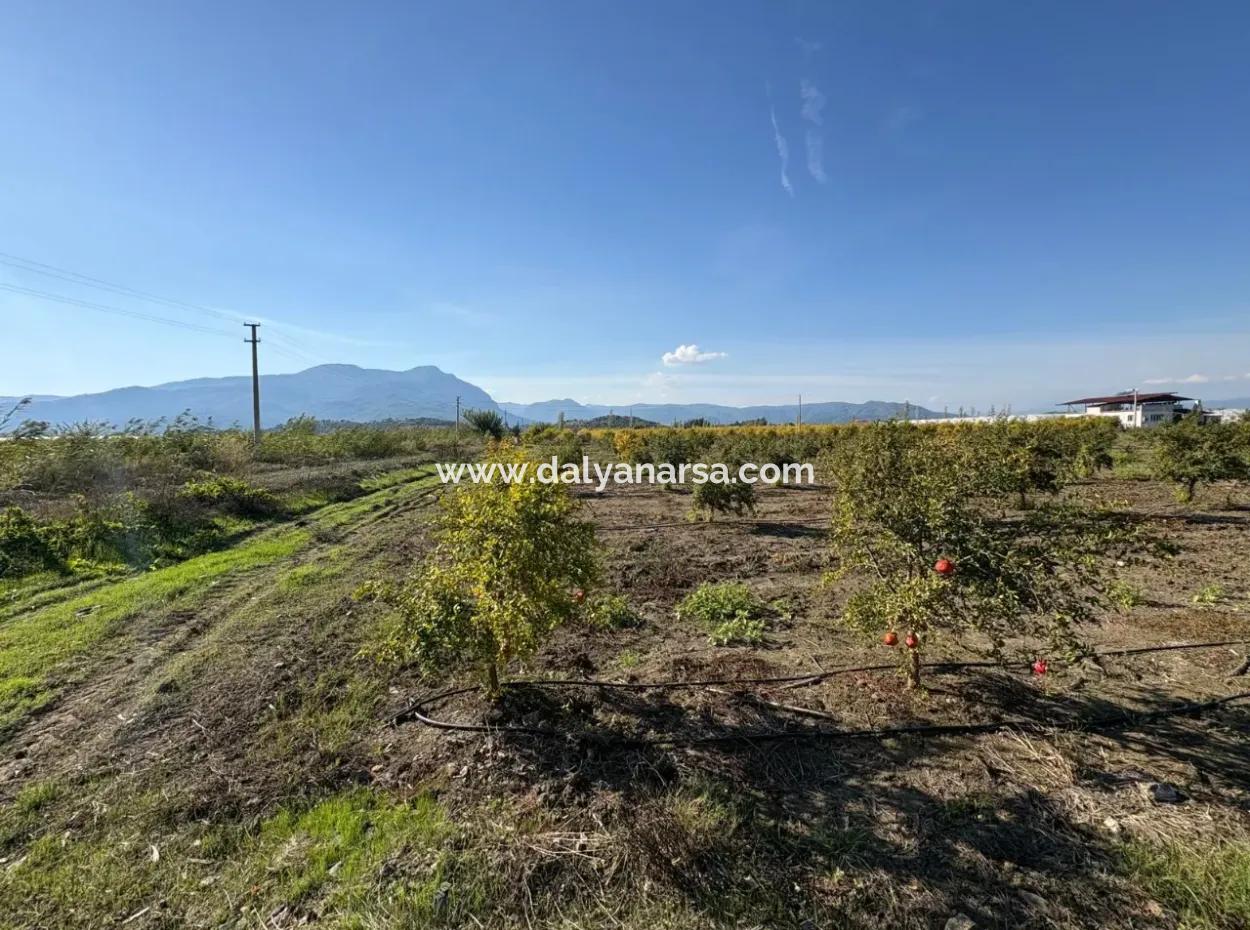 21500M2 Pomegranate Orchard For Sale In Eskiköy