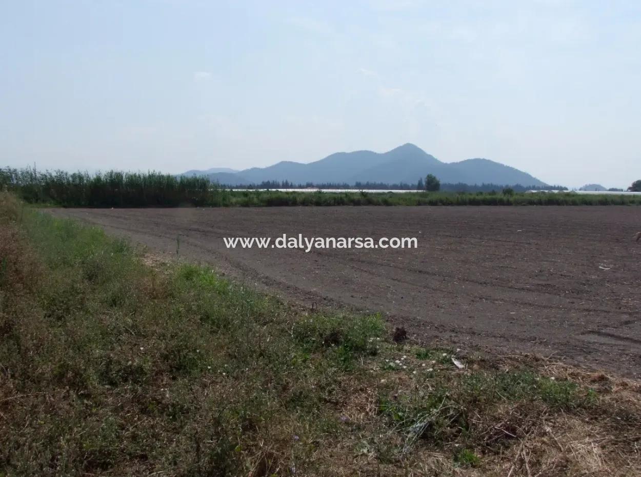 Farm For Sale In Dalyan Eskikoy Eskikoy Oriya 14,900M2 Plot For Sale Field