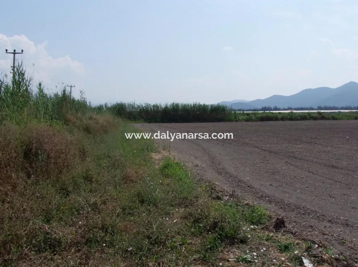 Farm For Sale In Dalyan Eskikoy Eskikoy Oriya 14,900M2 Plot For Sale Field