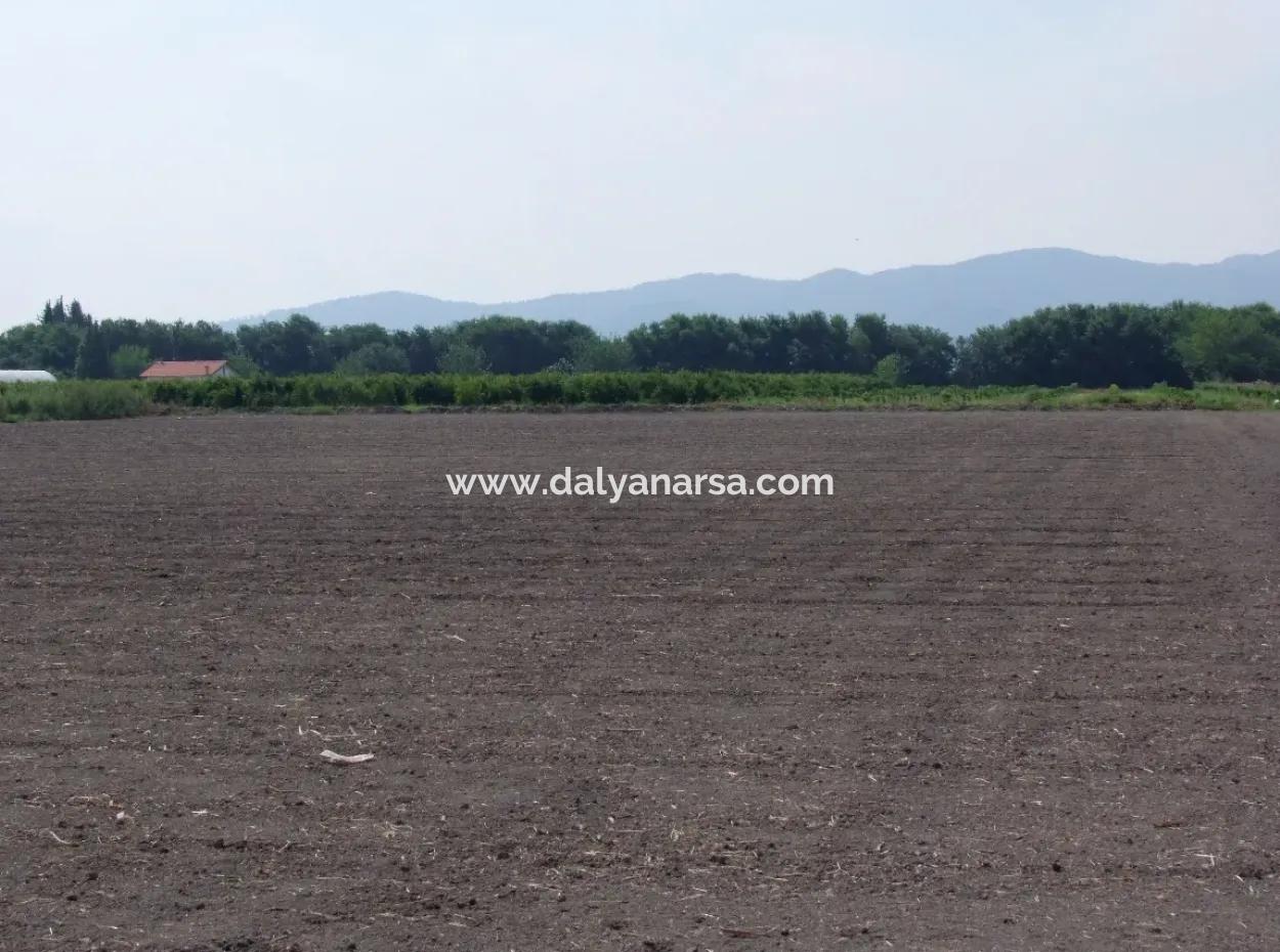 Farm For Sale In Dalyan Eskikoy Eskikoy Oriya 14,900M2 Plot For Sale Field