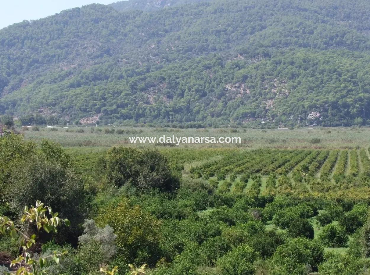 For Sale Farm For Sale In Dalyan 73410M2
