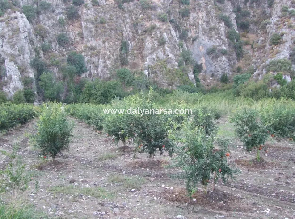 Plot For Sale In Pomegranate Garden For Sale In Oriya Mergenli Mergenli