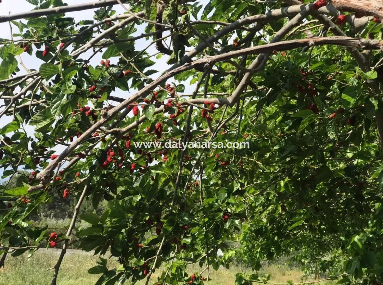 Land For Sale In Seydikemer Korubuku 76000M2