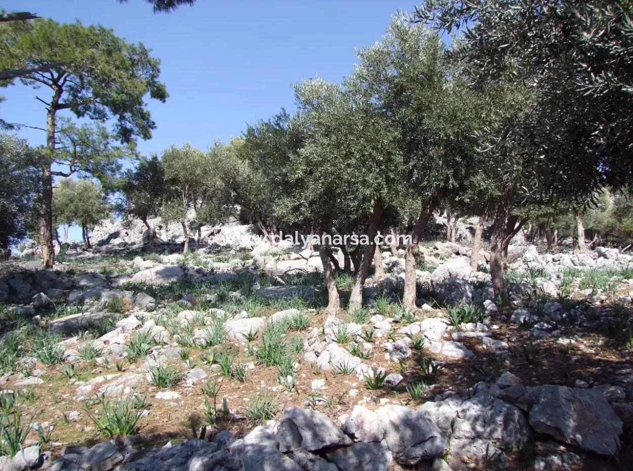 Çandır 5367M2 Farm Land For Sale Sea Views