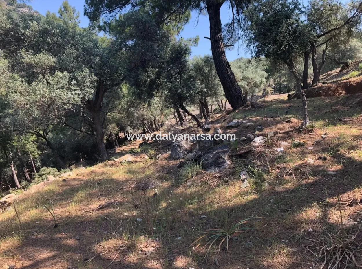 7034M2 Field For Sale With Sea View In Çandir