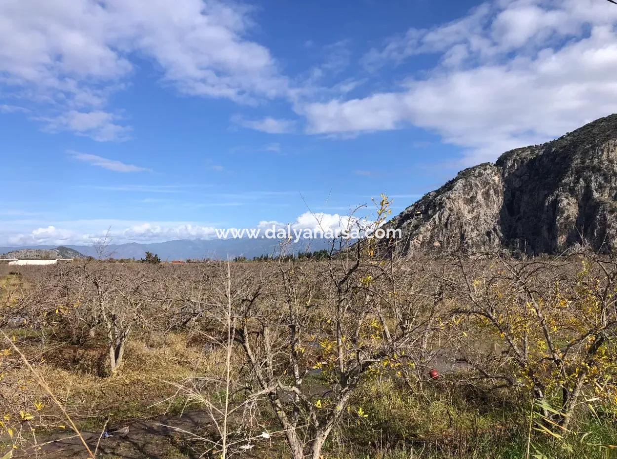 Land For Sale In Dalyan Istuzu Yollu On 24,000M2 Pomegranate Garden For Sale