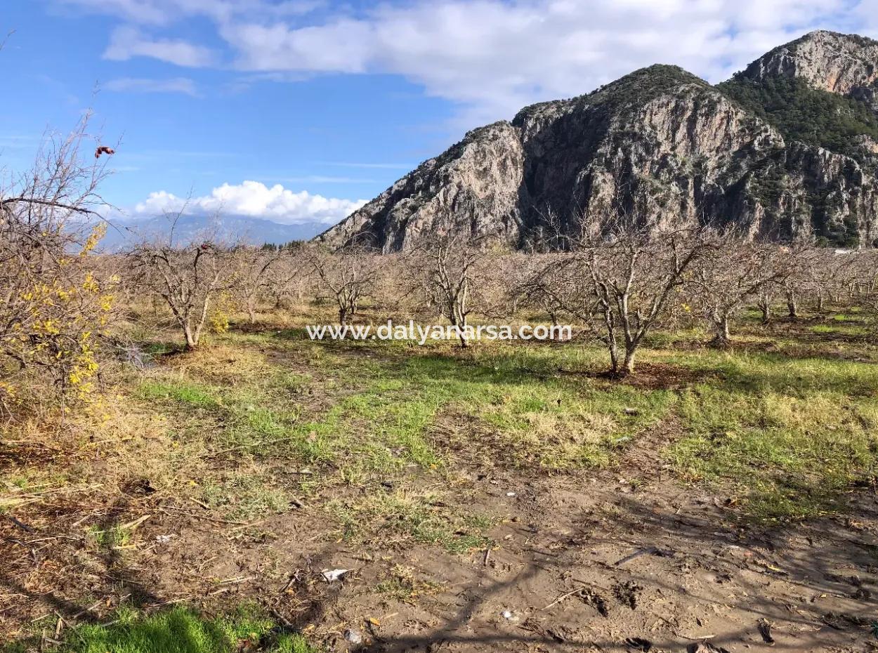 Land For Sale In Dalyan Istuzu Yollu On 24,000M2 Pomegranate Garden For Sale