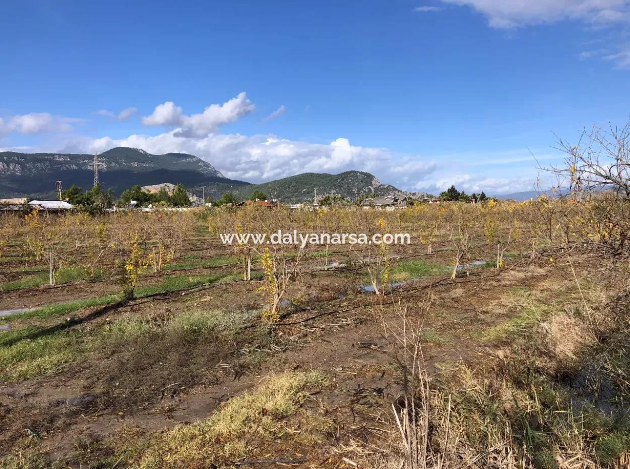 Land For Sale In Dalyan Istuzu Yollu On 24,000M2 Pomegranate Garden For Sale