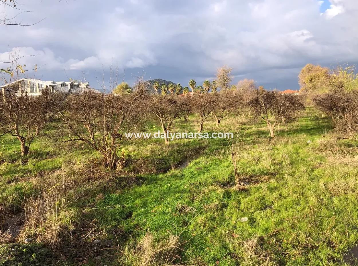 Dalyan Land For Sale Near The Center 3000M2 5% Zoning Land For Sale
