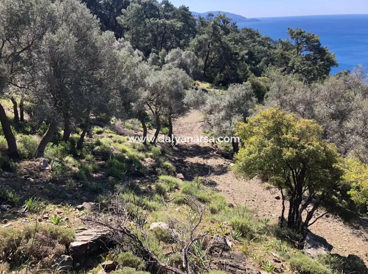 Land For Sale With Sea View In Çandir