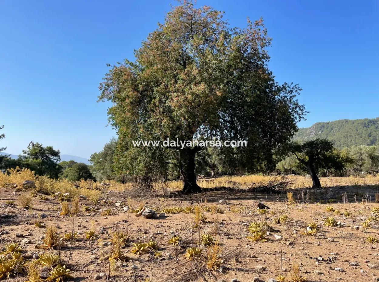 2620M2 Land Field For Sale With Sea View Of Çandir