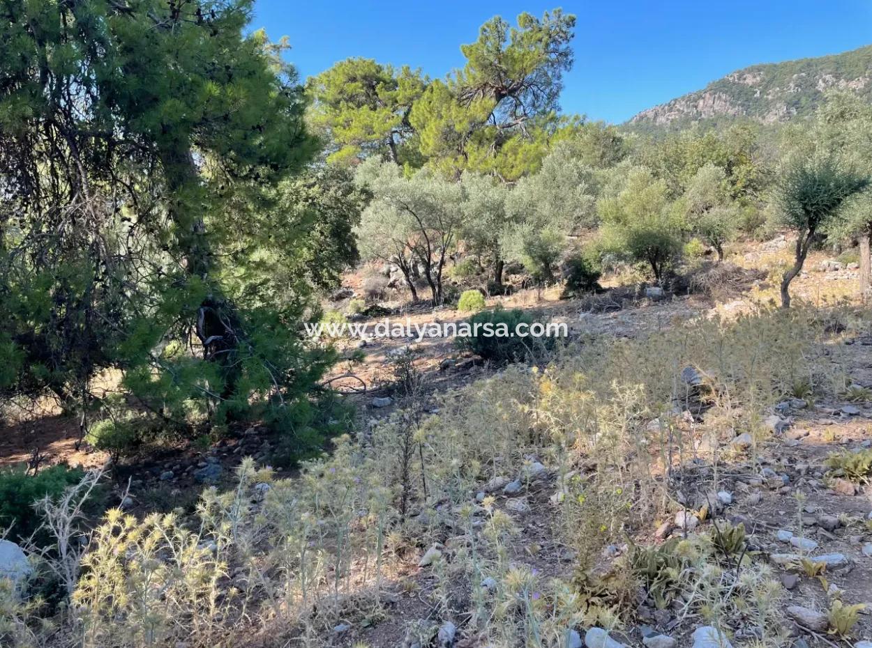 2620M2 Land Field For Sale With Sea View Of Çandir