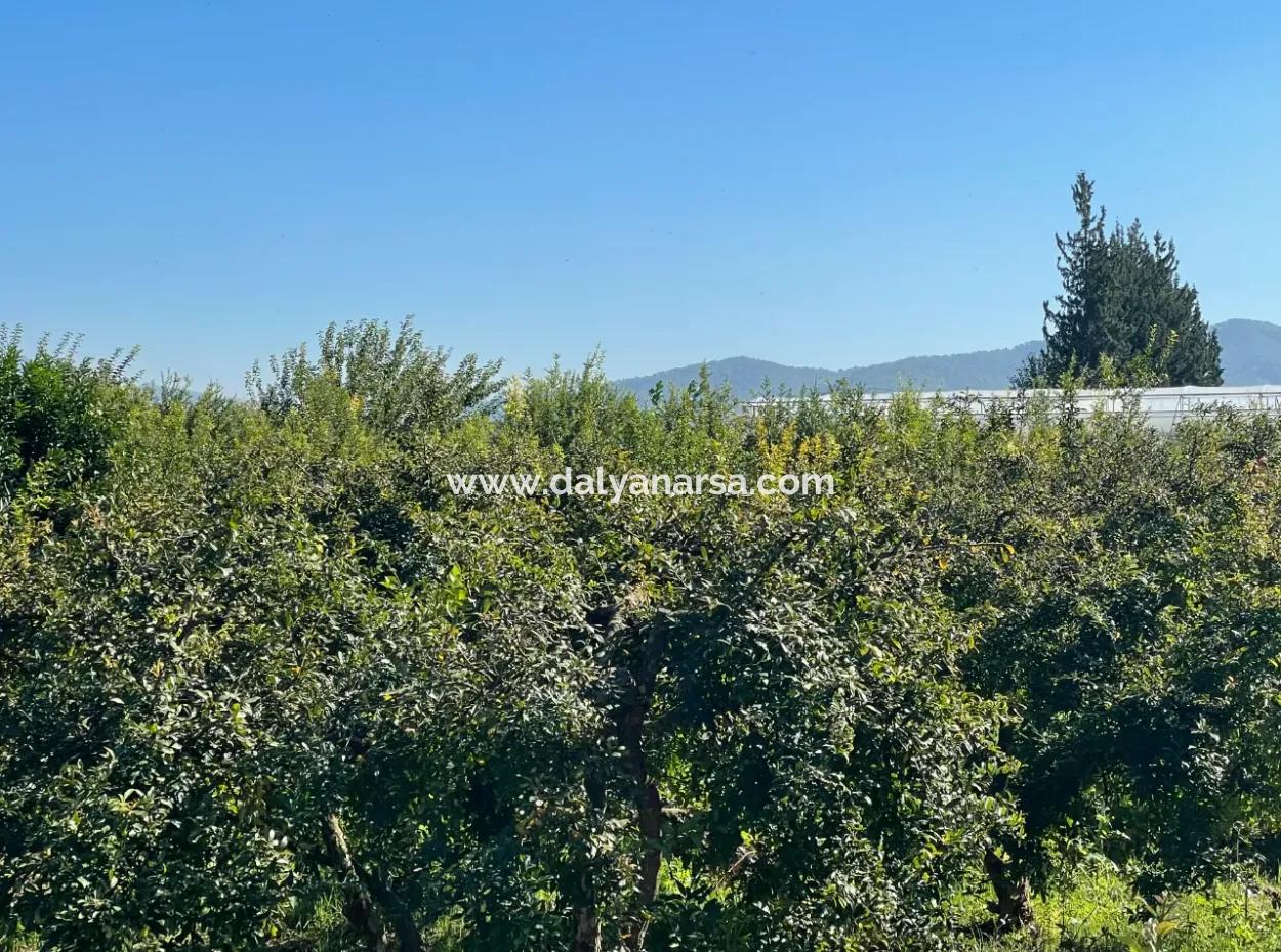 2223M2 Fields For Sale In Dalyan