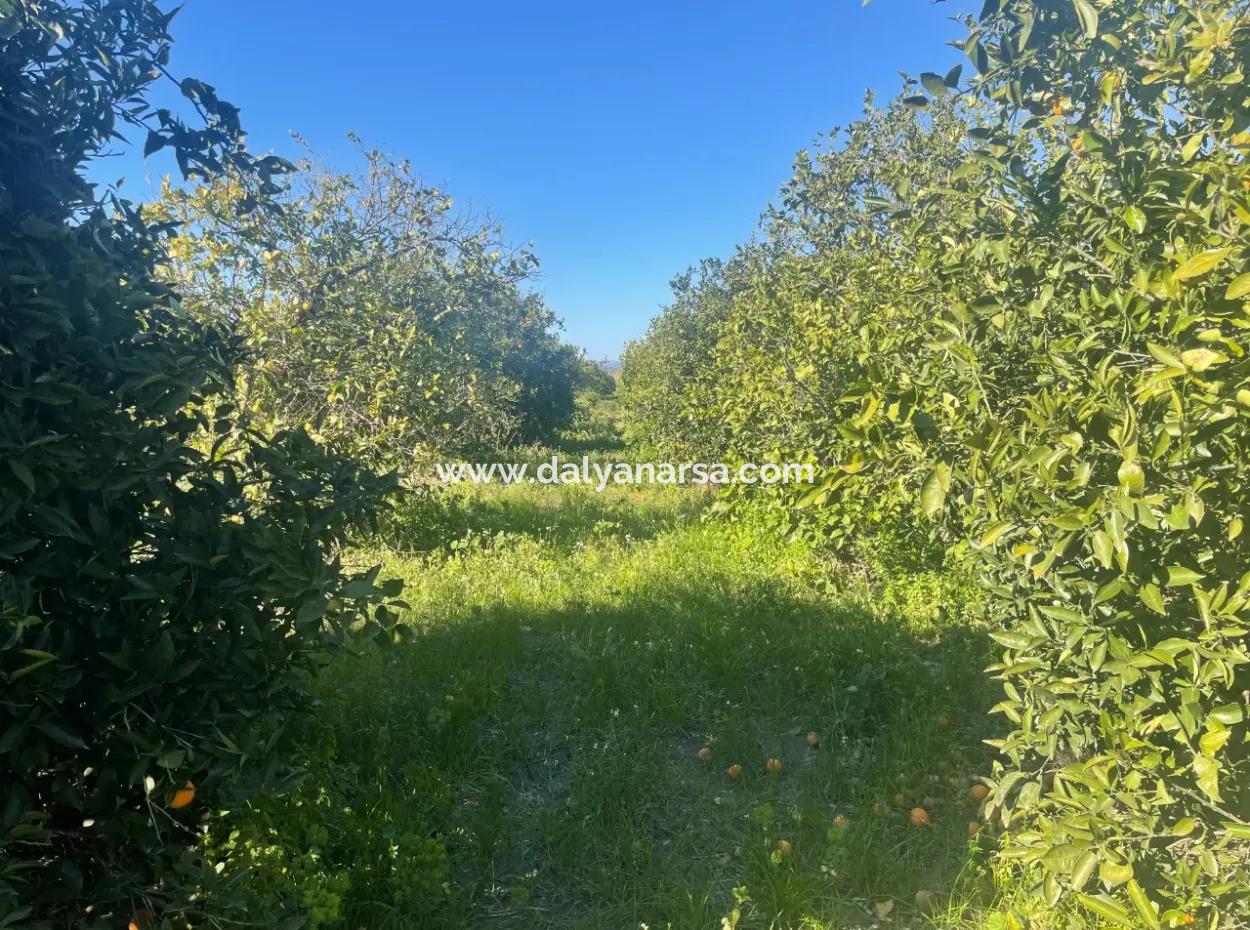 Dalyan Land For Sale 5227M2 Land For Sale