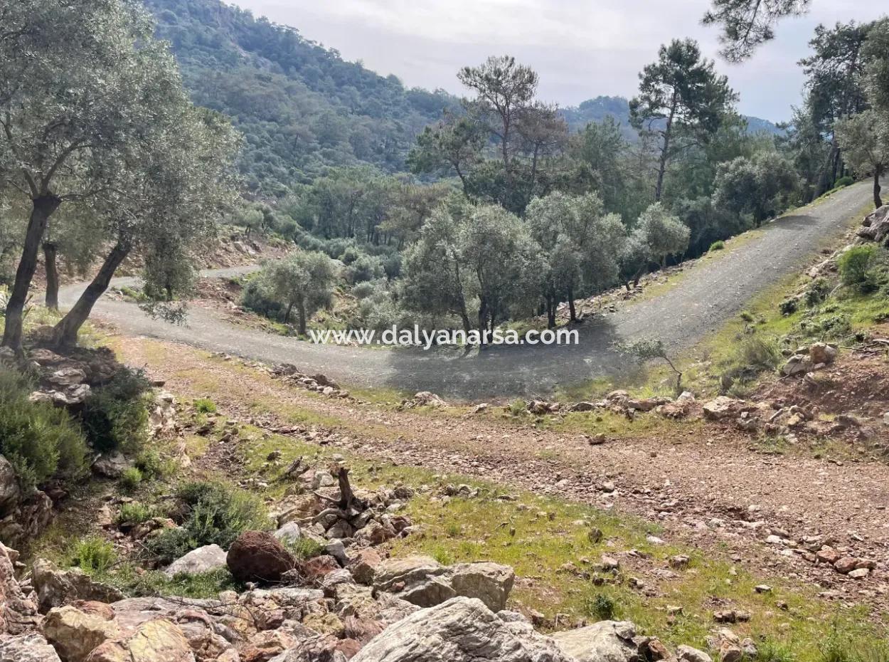 Olive House With Sea View In Ekincik Is For Sale