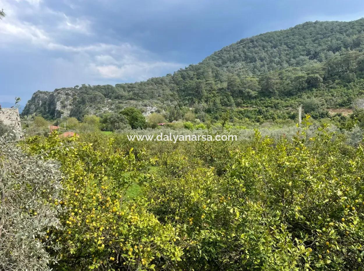 5000M2 Field For Sale At The Beginning Of The Road In Çandır