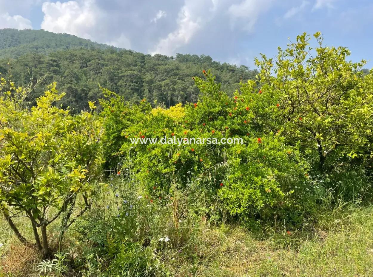 7800M2 Land For Sale At The Beginning Of Iztuzu Beach Road In Gökbel