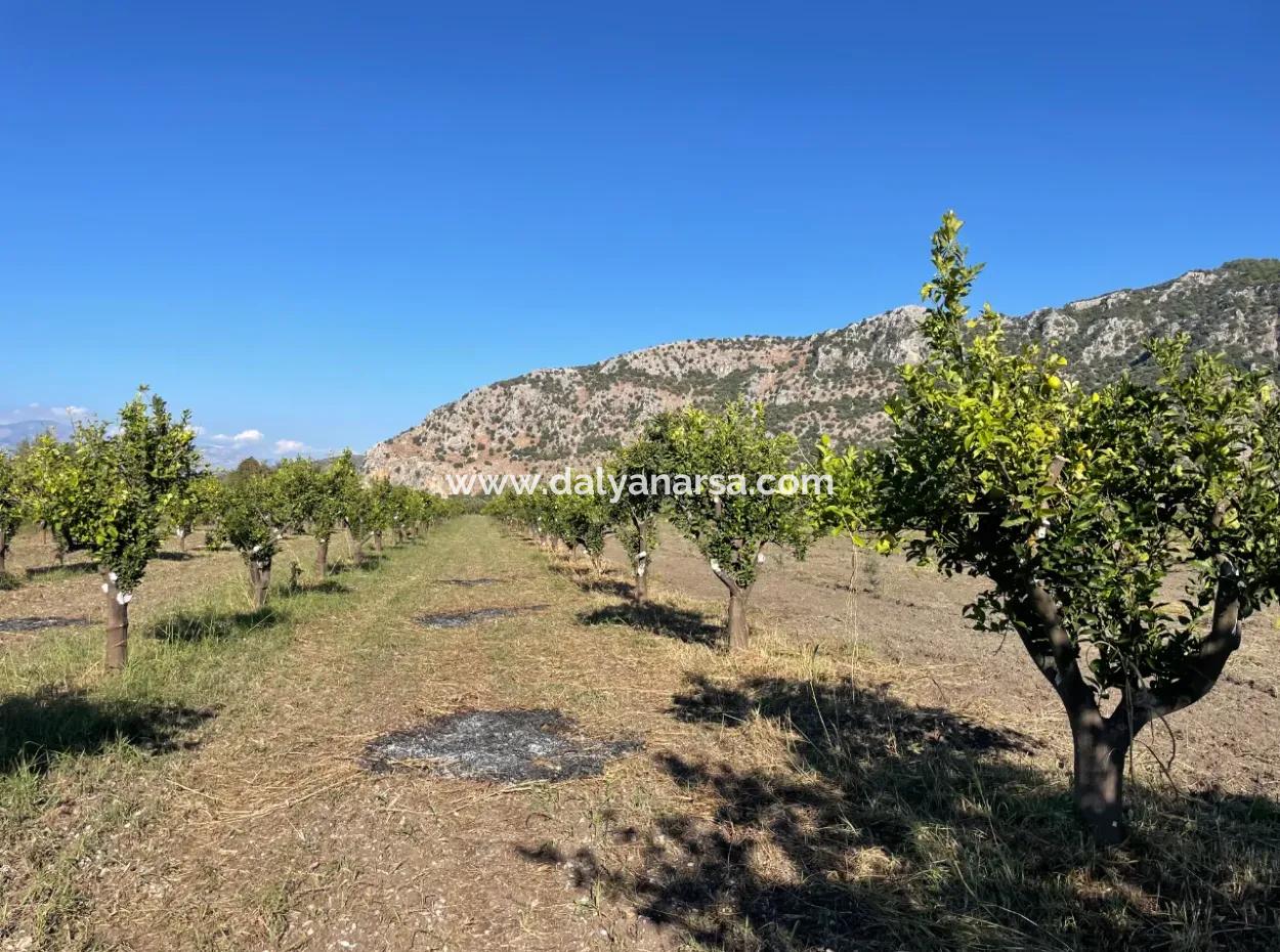 Land For Sale In Dalyan Close To The Center Of 6600M2