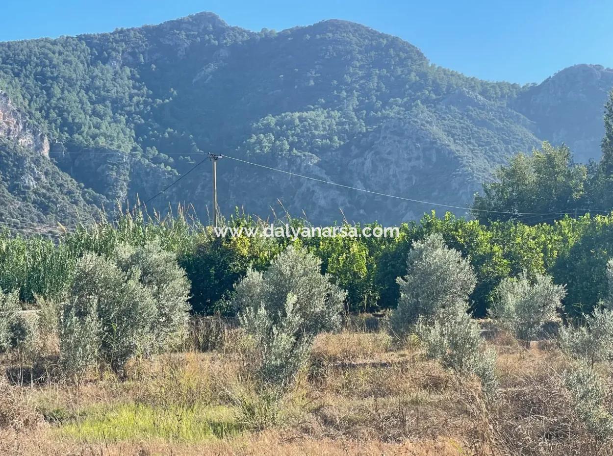 2D Lemon Orchard For Sale In Marmarli, Dalyan