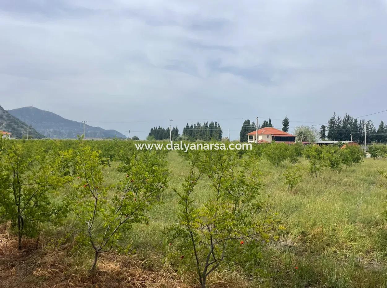 Field For Sale 6500M2 In Dalyan