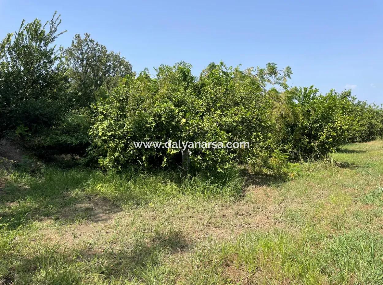 10.000M2 Land For Sale In The Village Built-Up Area In Okçular