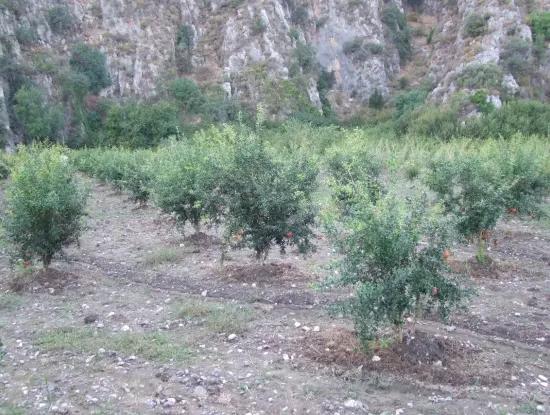 Plot For Sale In Pomegranate Garden For Sale In Oriya Mergenli Mergenli